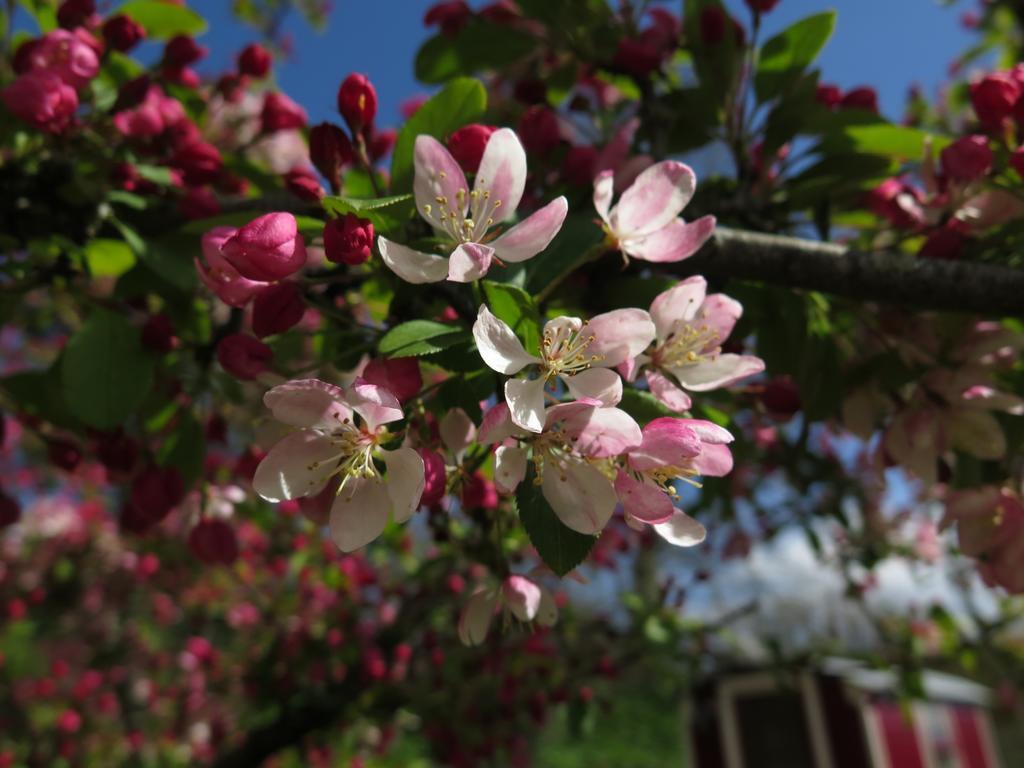 Rose Farm Bed & Breakfast Хонитън Екстериор снимка
