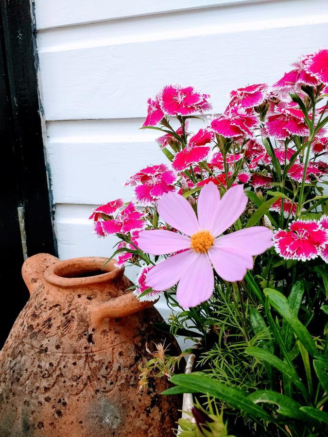 Rose Farm Bed & Breakfast Хонитън Екстериор снимка